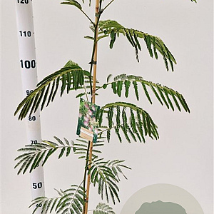 Albizia julibrissin 100-125 cm 3,0L