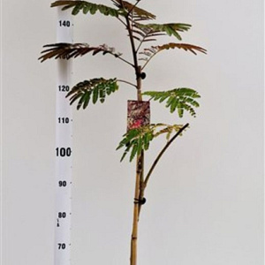 Albizia julibr. 'Evi's Pride' 170-200 cm 10L