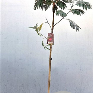 Albizia julibr. 'Evi's Pride' 200-225 cm 10L