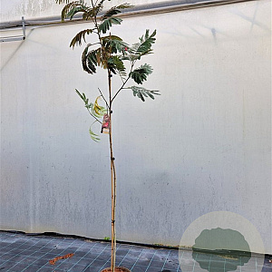 Albizia julibr. 'Evi's Pride' 200-225 cm 10L