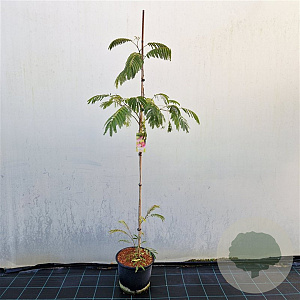 Albizia julibr. Ombrella 180 cm stam 15L