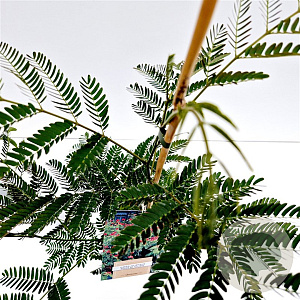 Albizia julibr. 'Rouge de Tuilière' 60-80 cm 3,0L