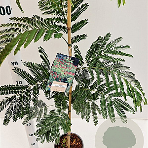 Albizia julibr. 'Rouge de Tuilière' 80-100 cm 3,0L