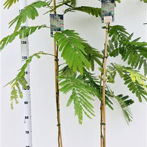Albizia julibr. 'Rouge de Tuilière' 125-150 cm 3,5L