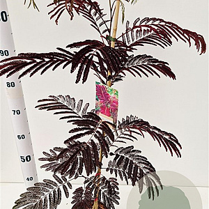 Albizia julibr. 'Summer Chocolate' 80-100 cm 3,0L