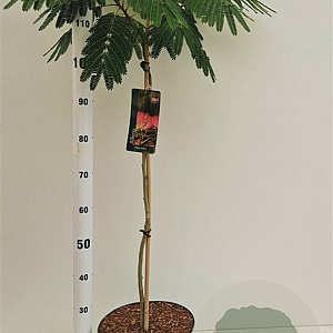 Albizia julibr. Tropical Dream 100-125 cm 10L
