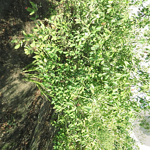 Amelanchier lamarckii 300-350 cm draadkluit