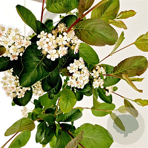 Aronia prunifolia 'Viking' 60-80 cm 3,0L