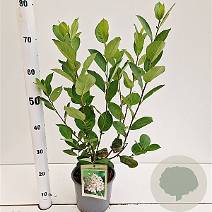 Aronia prunifolia 'Viking' 60-80 cm 3,0L