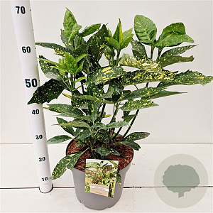 Aucuba jap. 'Crotonifolia' 40-60 cm 7,5L