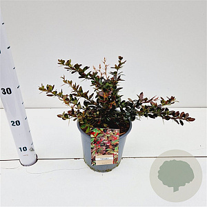Berberis media 'Red Jewel' 25-30 cm 2,5L