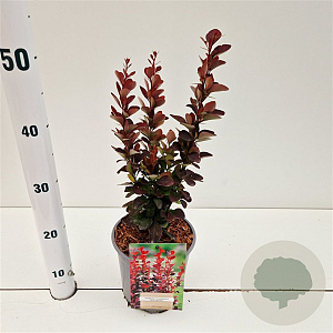 Berberis thunb. 'Red Rocket' 30-40 cm 2,5L