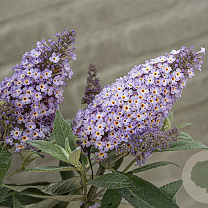 Buddleja dav. 'Candy Lila Sweetheart' ® 20-25 cm 2,0L