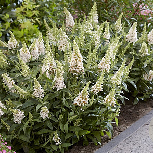 Buddleja dav. 'Candy Little White' ® 20-25 cm 2,0L