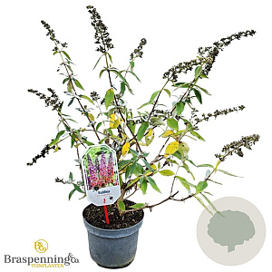 Buddleja dav. 'Flower Power' 30-40 cm 3,0L