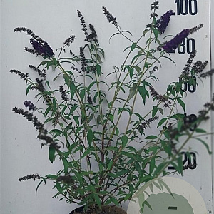 Buddleja d. 'Black Knight' 60-80 cm 10L