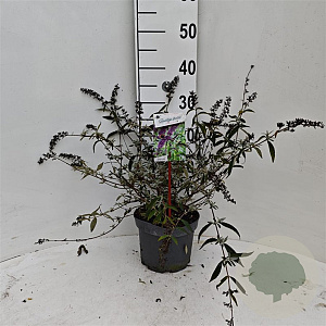 Buddleja d. 'Border Beauty' 40-50 cm 3,0L