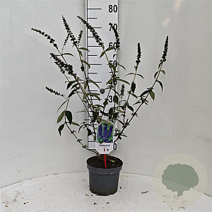 Buddleja d. 'Empire Blue' 40-50 cm 3,0L