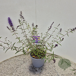 Buddleja d. 'Nanho Blue' 40-50 cm 3,0L