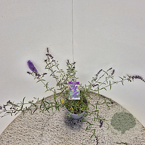 Buddleja d. 'Nanho Blue' 40-50 cm 3,0L