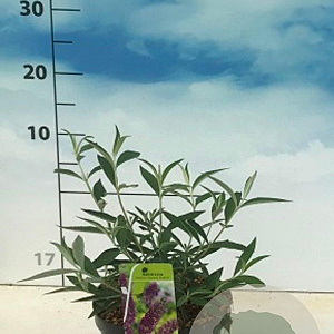Buddleja d. 'Nanho Purple' 40-50 cm 3,0L