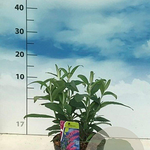 Buddleja d. 'Pink Delight' 40-50 cm 3,0L