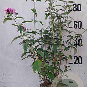 Buddleja d. 'Pink Delight' 60-80 cm 10L