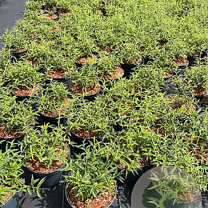 Buddleja Free Petite Snow White 30-40 cm 3,0L