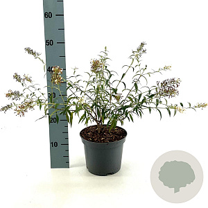 Buddleja Free Petite Snow White 30-40 cm 3,0L