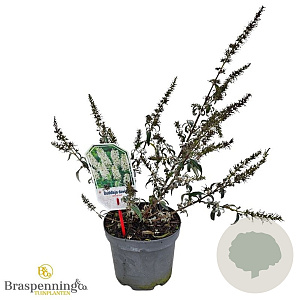 Buddleja 'White Ball' 30-40 cm 3,0L