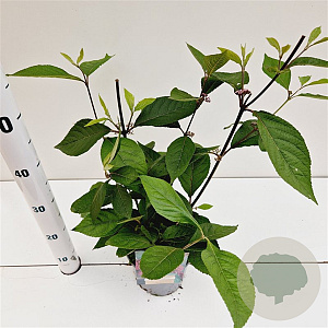 Callicarpa bod. 'Profusion' 30-40 cm 2,5L