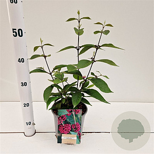 Callicarpa bod. 'Profusion' 30-40 cm 2,5L