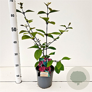 Callicarpa bod. 'Profusion' 30-40 cm 2,5L