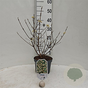 Callicarpa jap. 'Leucocarpa' 30-40 cm 3,0L