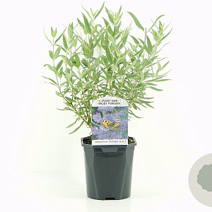 Caryopteris cland. 'Heavenly Blue' 30-40 cm 2,0L