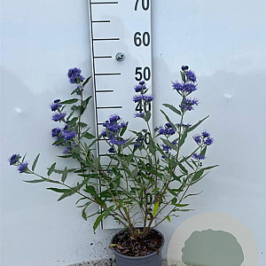 Caryopteris cland. 'Heavenly Blue' 30-40 cm 2,0L