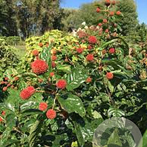 Cephalanthus o. Sugar Shack 30-40 cm 3,0L