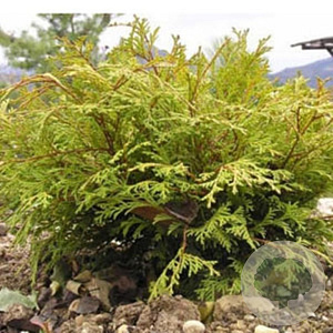 Chamaecyparis o. 'Kamarachiba' 20-25 cm 2,0L