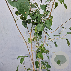 Clerodendrum trichotomum fargesii 175-200 cm 15L