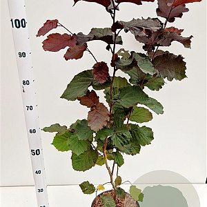 Corylus m. 'Purpurea' 60-80 cm 5,0L