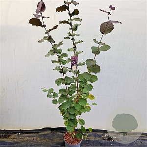 Corylus m. 'Purpurea' 150-175 cm 10L
