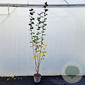 Corylus m. 'Purpurea' 200-225 cm 10L