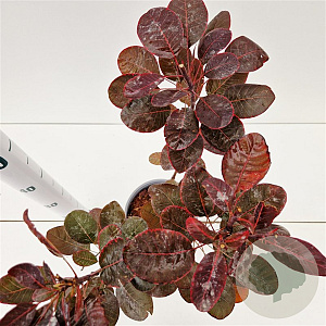 Cotinus cog. 'Royal Purple' 30-40 cm 2,5L
