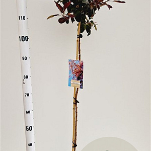 Cotinus cog. 'Royal Purple' 80 cm stam 4,0L