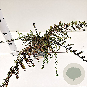 Cotoneaster atrop. 'Variegatus' 25-30 cm C1.5