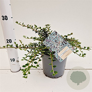 Cotoneaster atrop. 'Variegatus' 25-30 cm C1.5