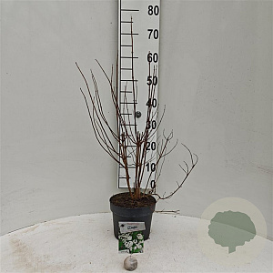 Deutzia cren. 'Pride of Rochester' 30-40 cm 3,0L