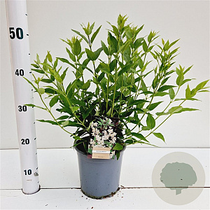 Deutzia gracilis 30-40 cm 2,5L