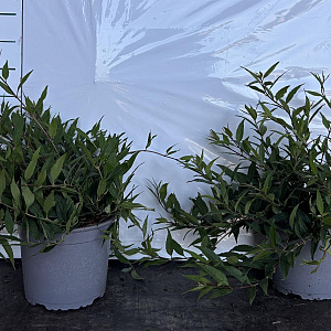 Deutzia gracilis 'Nikko' 20-30 cm 2,0L