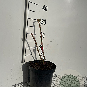 Euonymus alatus 30-40 cm 3,0L